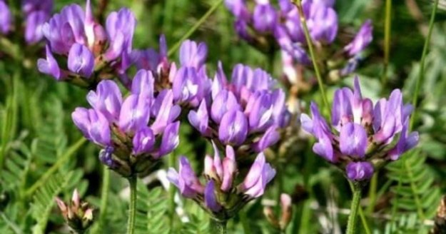 Geven Otu yaşlanma karşıtı ürün pazarını değiştirebilir