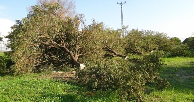 Kesilen narenciye ağaçları başında gözyaşı döken kadınlar, gece nöbetine başladı