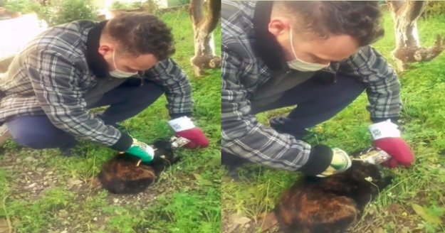 Konserve kutusuna kafasını sıkıştıran kediyi bahçe makasıyla kurtardı