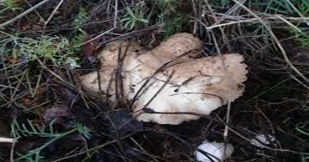 Mantar toplarken kaybolan kadını jandarma buldu