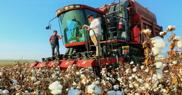 Pamuğun fiyatı, 1 lira 20 kuruşluk devlet desteği ile 7 lira 20 kuruşa çıktı