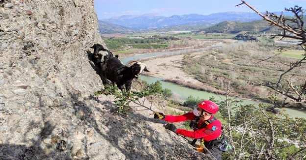 Uçurum kenarında mahsur kalan keçileri jandarma kurtardı