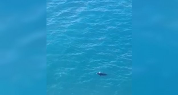 Akdeniz Foku Alanya'da böyle görüldü