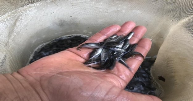 Alabalık üreticisi 700 anaç balıktan, 2 milyon yavru elde etti