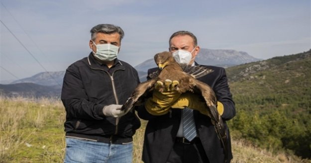 Alanya'da tedavi edilen kartal ve şahinler doğaya salındı