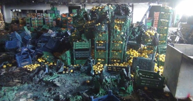 Antalya'daki yangında 350 ton sebze küle döndü, 6 milyon zarar var