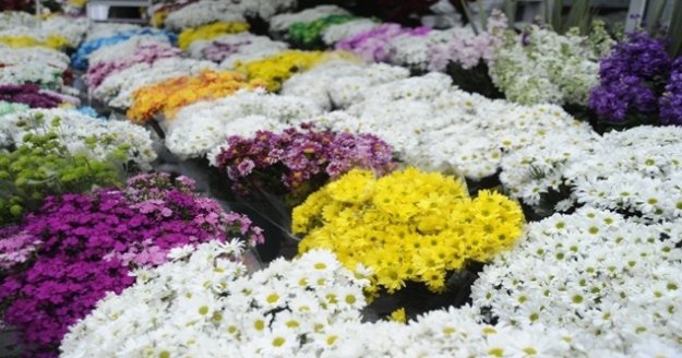 Çiçekçilerde ‘14 Şubat Sevgililer Günü' heyecanı yaşanıyor