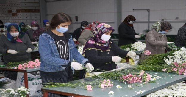 Dünyadaki aşıkları mutlu ediyorlar ama onların yüzünü güldüren yok