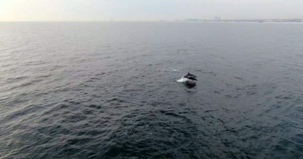 Faturası yunuslara çıkartılan hamsi yokluğunda akademik itiraz