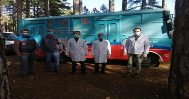 Kırsal bölgelerdeki sokak hayvanları tek tek aşılanıp kısırlaştırılıyor