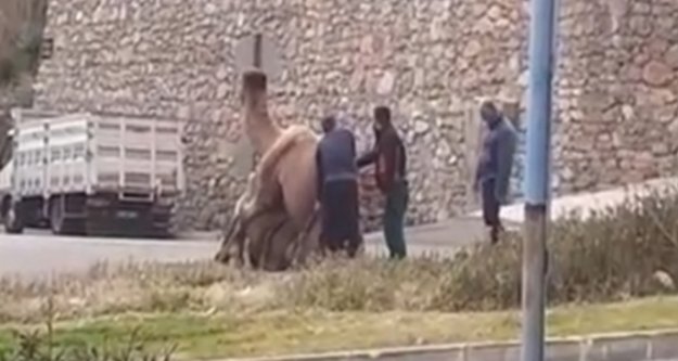 Alanya'da develer sokak ortasında çiftleştirildi