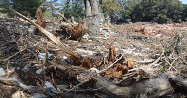 Antalya'da hazine ve sarı alan arazilerindeki ağaç katliamına tepki