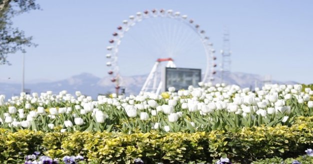 Antalya’da açan 161 bin lale ve sümbül görenleri hayran bırakıyor
