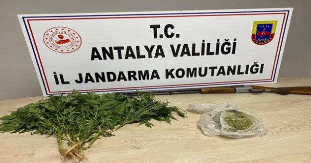 Domates serasında toz esrar ve kenevir bitkisi ele geçirildi