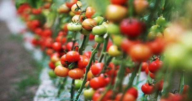 “Domates ve sebze fiyatı geçen yıla göre düştü”