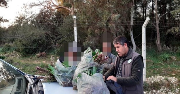 İzinsiz toplanan 346 orkideye 160 bin TL ceza