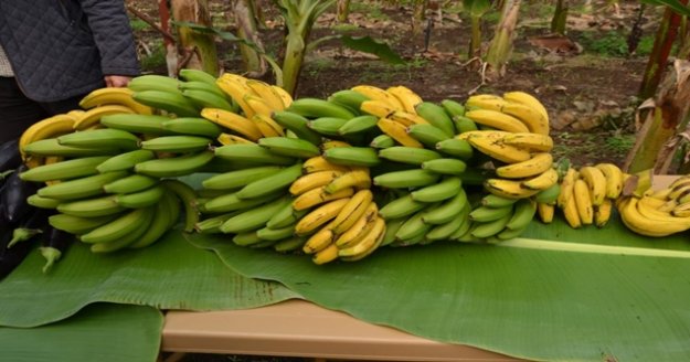 Muz, E-Çalıştayda ele alınacak