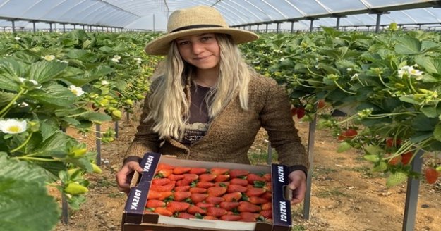 Topraksız çilekte hasat bereketi