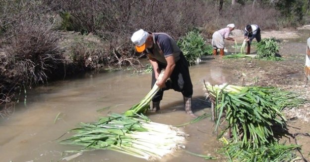 Türkiye’nin kışlık sebze üretim merkezlerinden Antalya’da pırasa hasadı yoğun şekilde devam ediyor
