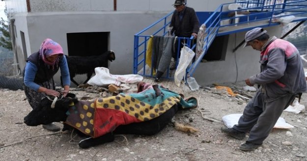 Uçuruma yuvarlanıp 2 gün sonra kurtarılan ineği üşümesin diye üzerini örtüp ateş yaktı