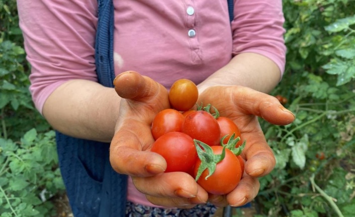 17 günlük tam kapanma öncesi seralarda ürün toplama telaşı başladı