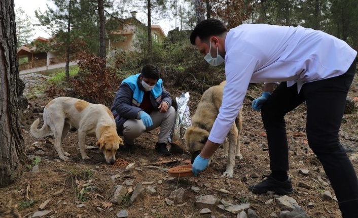 Alanya'da Sokak hayvanları güvende