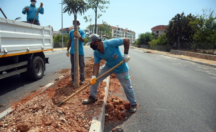 Alanya Hayri Doğan Caddesi ağaçlandırılıyor