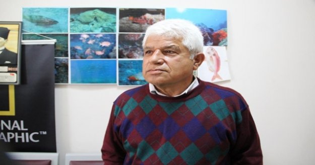 Antalya'da balon balıkları oltalara 4'er 4'er takılıyor