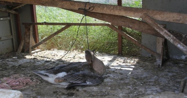 Beslediği kazı kümeste boğazından iple asılmış halde buldu, yapanlara demediğini bırakmadı