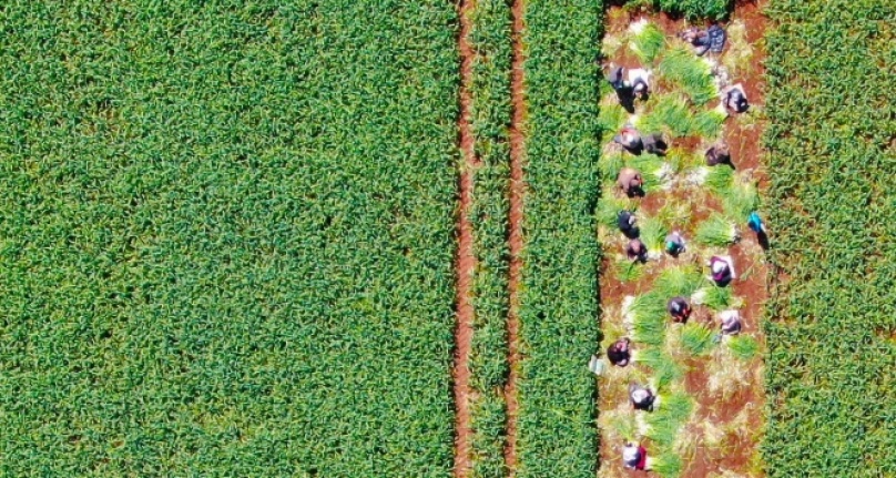 Doğal antibiyotik olan sarımsağın hasadı başladı