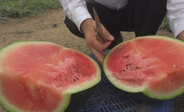 Erkenci karpuz üreticisinin yüzünü güldürüyor
