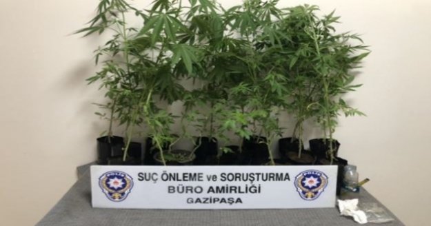 Gazipaşa'da polisten Hint keneviri operasyonu