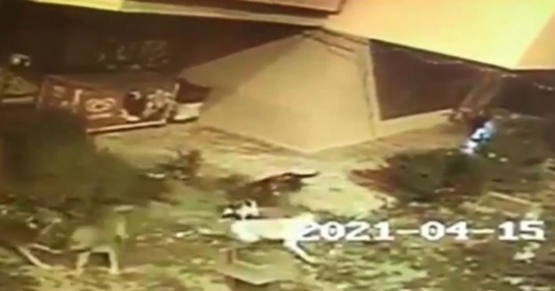 Köpekler anne kediye saldırıp telef etti, yavruları vatandaşlar tarafından kurtarıldı