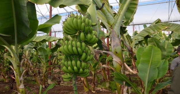 Örtü altında muz üretimi 5 yılda 3.5 kat arttı