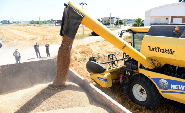 20 ton ürün, bulgur halinde ilçe sakinlerine dağıtacak, belediye aşevinde kullanacak.