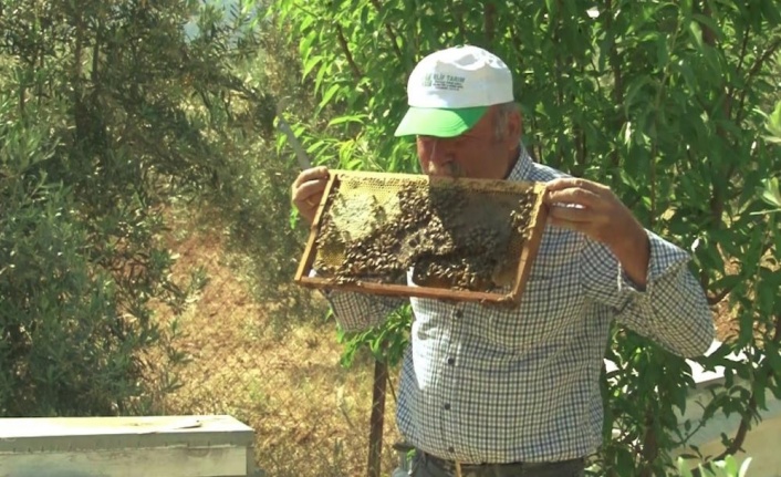 Arı dolu çıtayı öpüp, arıları eliyle tutuyor