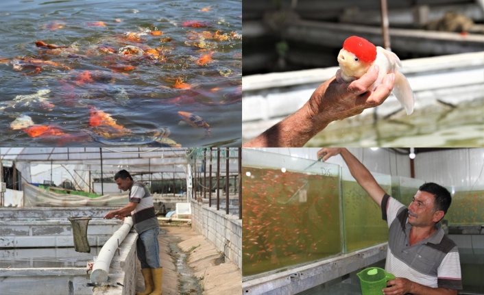 Domatesten istediği parayı kazanamayınca serada süs balığı üretmeye başladı