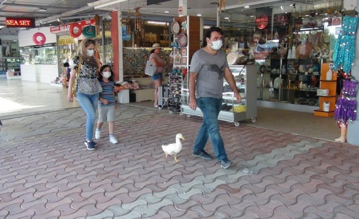 Ördekleriyle çarşı pazar geziyor, görenleri şaşkına çeviriyorlar