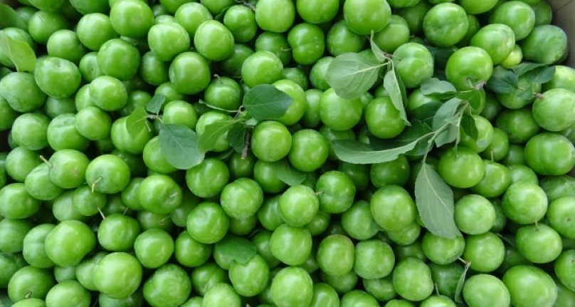 Papaz eriği çiftçinin yüzünü güldürüyor