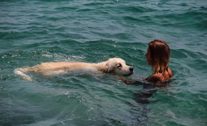 Rus turist, 9 bin kilometrelik yoldan getirdiği köpeğiyle Antalya'da deniz keyfi yaptı