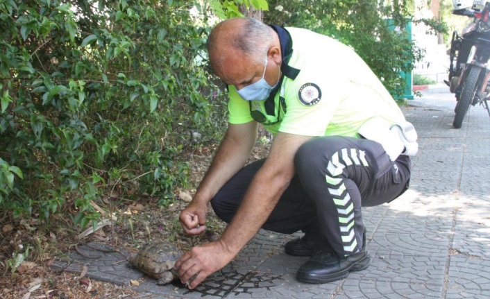 Sıcaktan bunalan kaplumbağaya polis şefkati