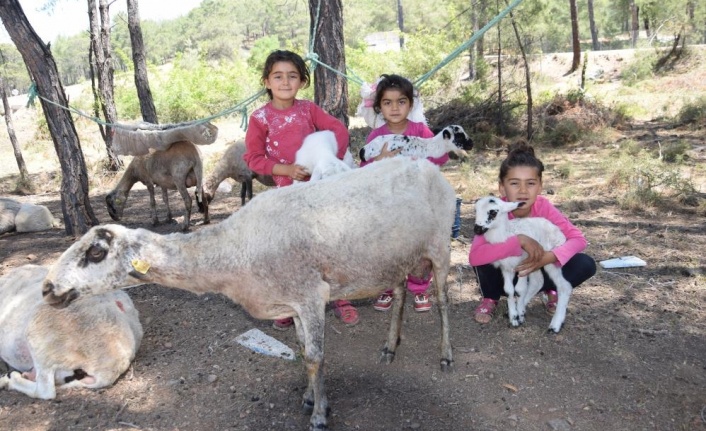 Yılda 6 ayrı yer değiştiren çobanlar göç etmeye hazırlanıyor