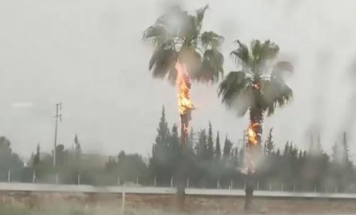 Yıldırım düşen palmiye ağaçları alev alev yandı