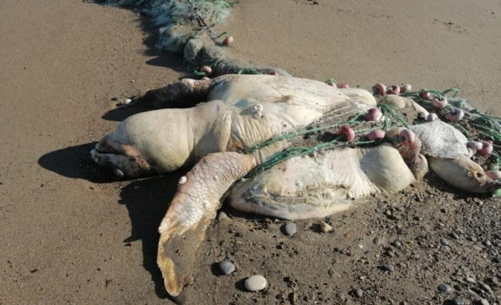 Yumurta bırakmak için geldikleri kıyılarda balıkçı ağına takılıp ölüyorlar