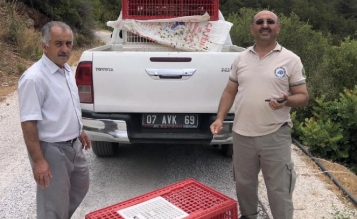 Alanya'da keklikler Aliefendi’den doğaya bırakıldı