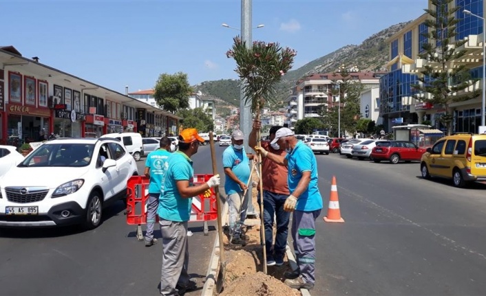 Alanya'da yeni prestij caddesi zakkum çiçeği ile renkleniyor