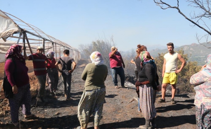 Antalya'daki arazi yangınında seraların naylon örtüleri ve zeytin ağaçları küle döndü
