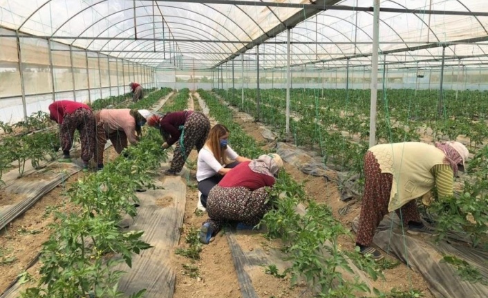 Antalya'nın yaylalarında örtü altı üretim artıyor