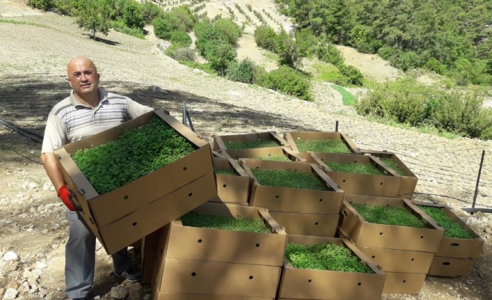 Antalya’da 328 bin adet kekik fidesi hibe edildi