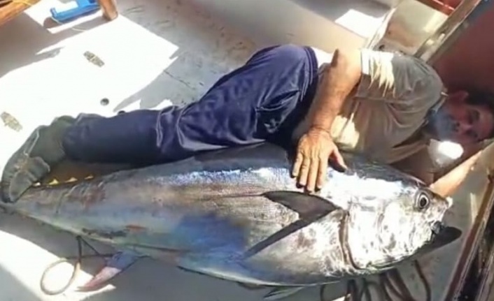 Balıkçının oltasına 130 kiloluk orkinos takıldı